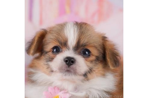 成約済の千葉県のミックス犬-368600の1枚目